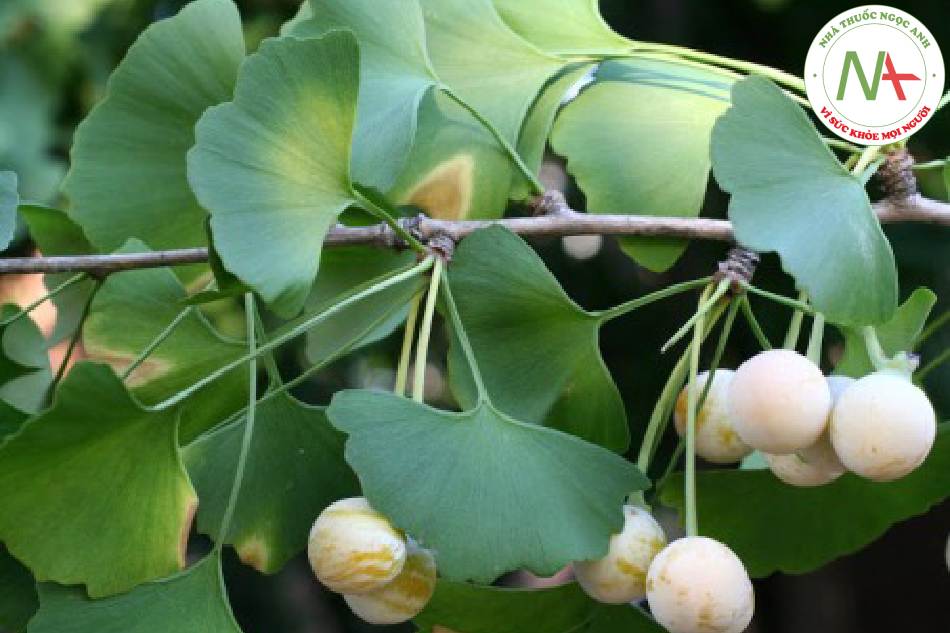 Loài Ginkgo biloba L. (Ngân hạnh, Bạch quả), họ Bạch quả (Ginkgoaceae).