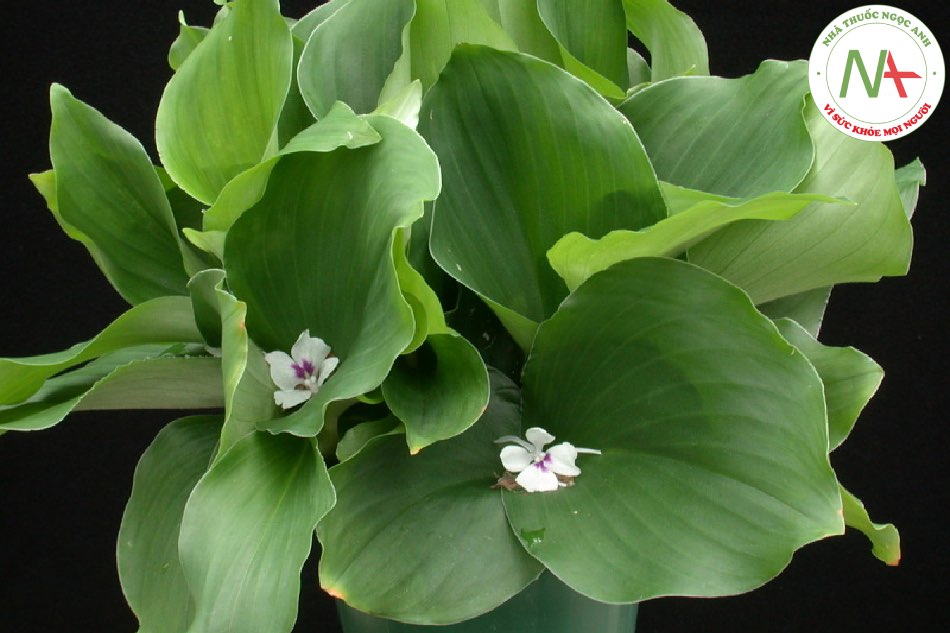 Loài Kaempferia galanga L. (Địa liền), họ Gừng (Zingiberaceae).