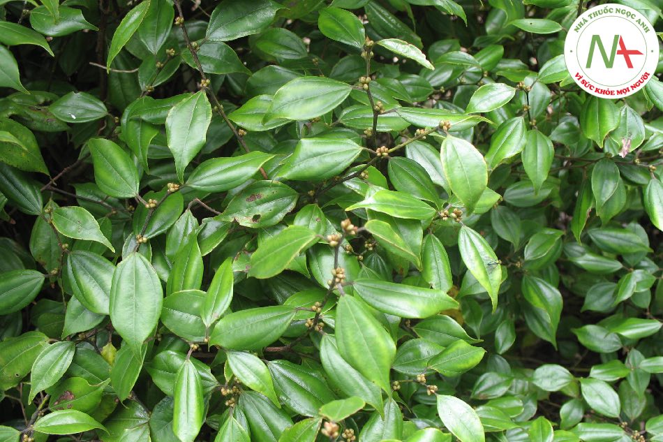 Loài Lindera aggregata (Sims) Kosterm. (Ô dược), họ Long não (Lauraceae).