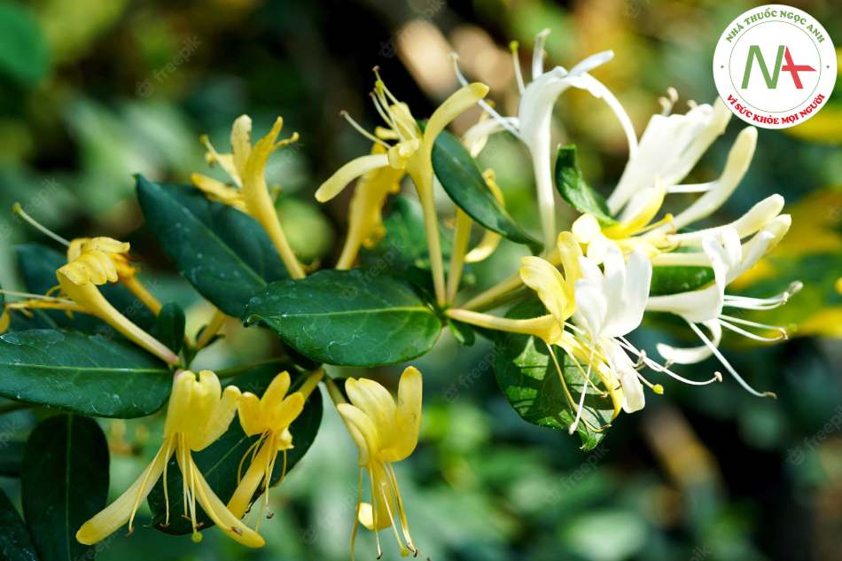 Loài Lonicera japonica Thunb. (Kim ngân Nhật), họ Cơm cháy (Caprifoliaceae).