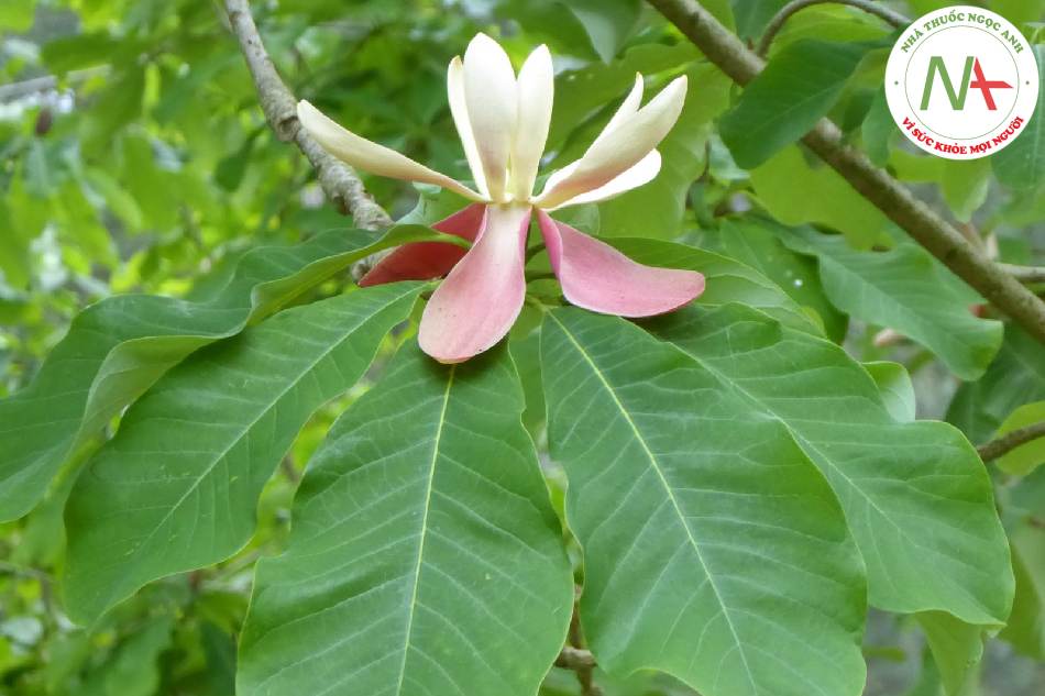 Loài Magnolia officinalis et Wils (Hậu phác), họ Ngọc lan (Magnoliaceae).