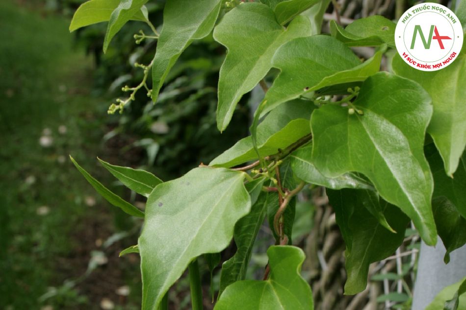 Loài Periploca sepium (Giang liễu), họ Thiên lý (Asclepiadaceae).