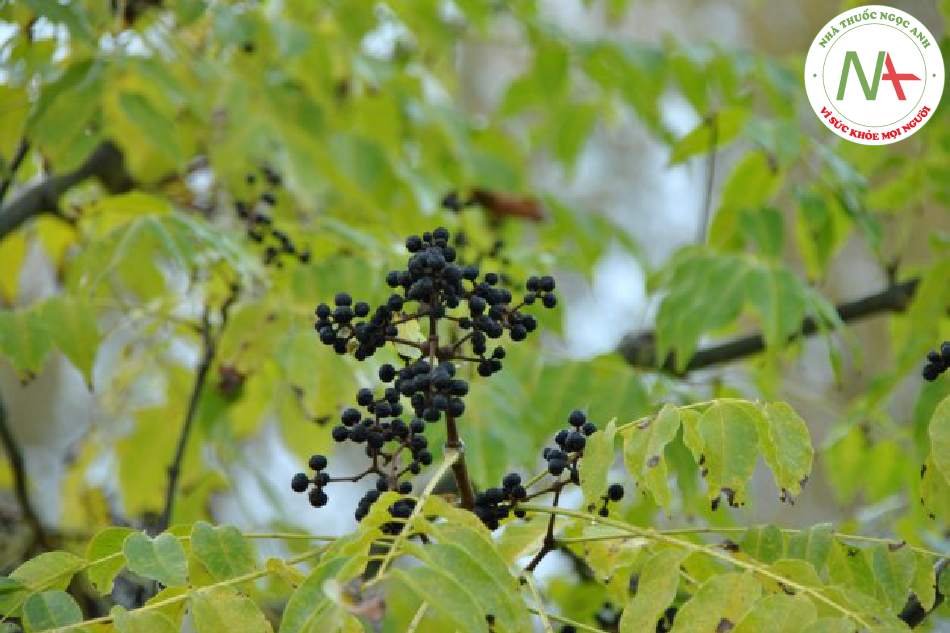 Loài Phellodendron amurense (Hoàng nghiệt), họ Cam (Rutaceae)