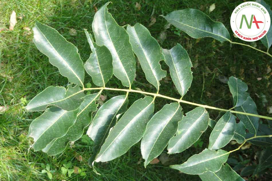 Loài Phellodendron chinense Schneid. (Hoàng bá), họ Cam (Rutaceae).