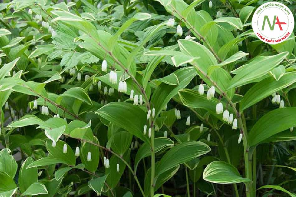 Loài Polygonatum odoratum (Mill.) Druce (Ngọc trúc), họ Hành (Liliaceae).
