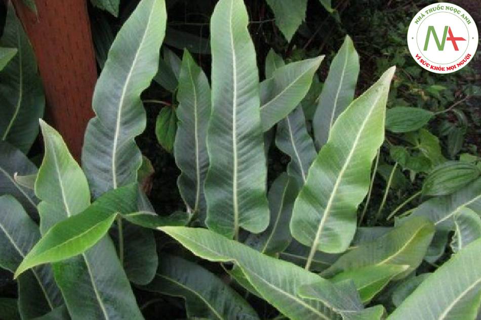 Loài Pyrrosia sheareri (Bak) Ching (Thạch vỹ), họ Dương xỉ (Polypodiaceae).