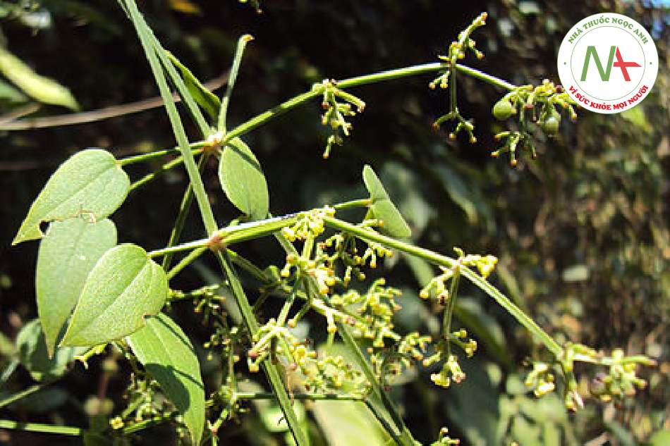 Loài Rubia cordifolia L. (Thiến thảo), họ Cà phê (Rubiaceae).