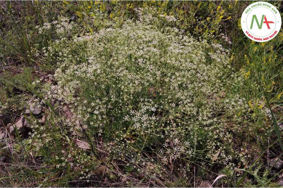 Loài Saposhnikovia divaricata (Turcz.) Schischk. (Phòng phong), họ Cẩn (Apiaceae)