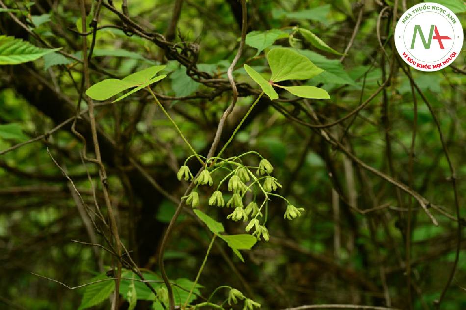 Loài Sargentodoxa cuneata (Oliv.) Rehd. et Wils. (Đại huyết đằng), họ Lạc di (Lardizabalaceae).