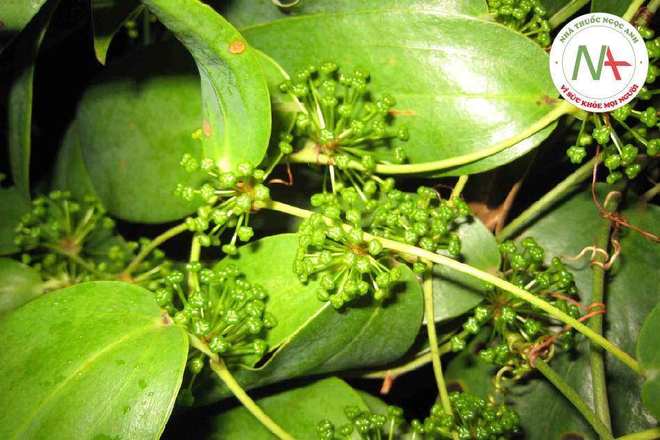 Loài Smilax glabra Roxb. (Thổ phục linh), họ Hành (Liliaceae).