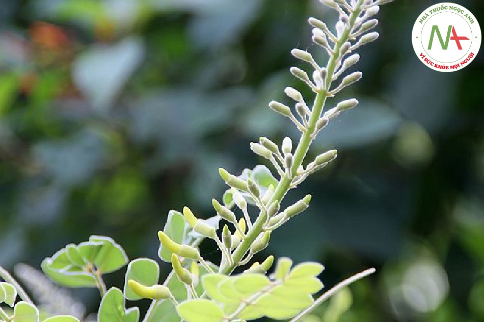 Loài Sophora tonkinensis Gagnep. (Hòe bắc bộ), họ Đậu (Fabaceae).