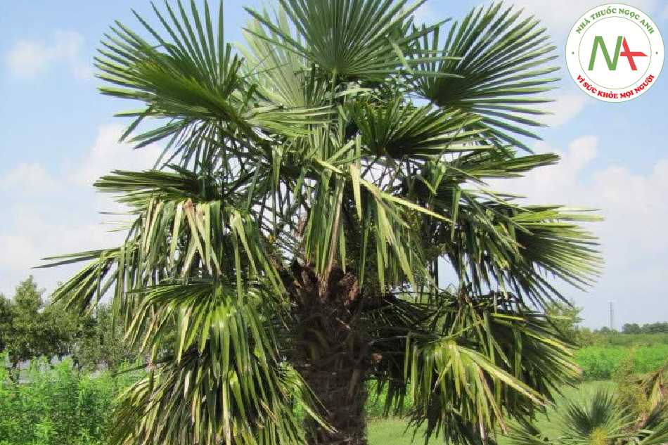 Loài Trachycarpus fortunei (Hook f.) H. Wendl. (Tông lư), họ Cau (Arecaceae).