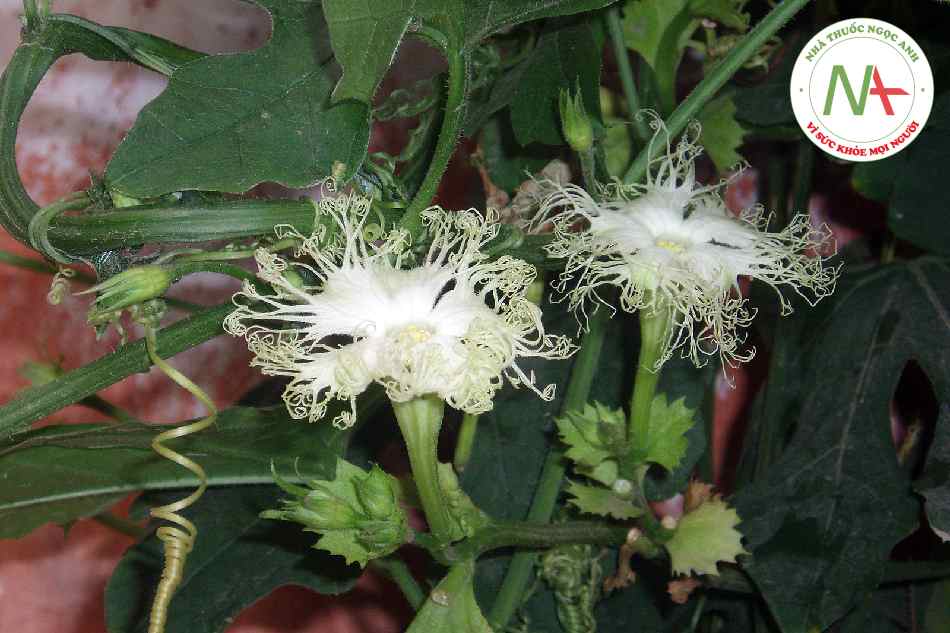 Loài Trichosanthes kirilowii Maxim. (Qua lâu), họ Bí (Cucurbitaceae).