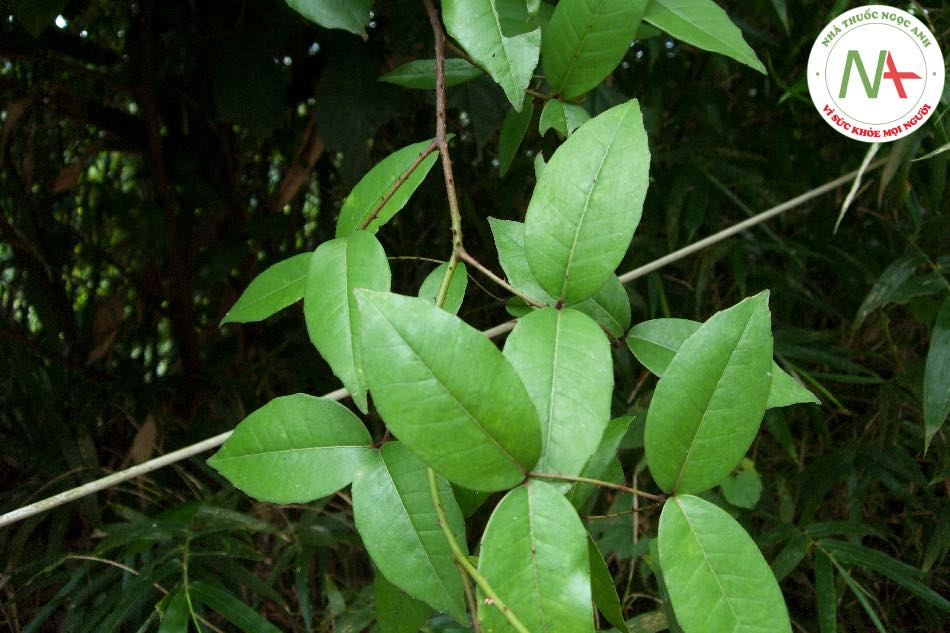 Loài Zanthoxylum nitidum (Roxb.) DC. (Xuyên tiêu, Lưỡng diện châm), họ Cam (Rutaceae).