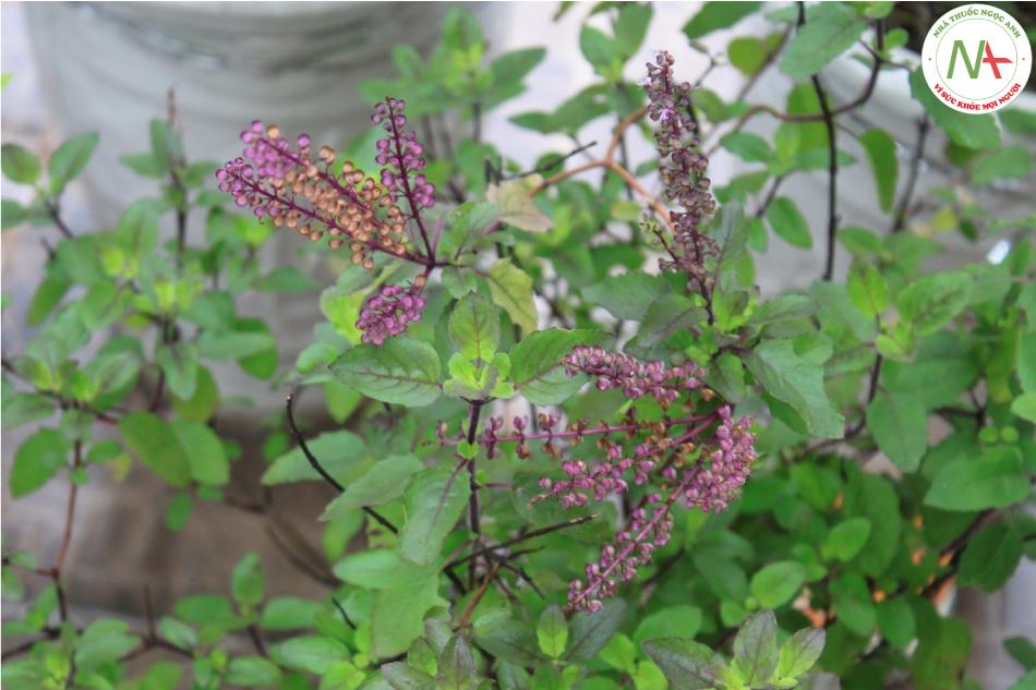 Mosla chinensis Maxim (Thạch hương nhu), họ Bạc hà (Lamiaceae)