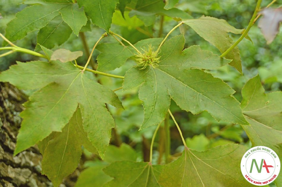 Nhựa khô của loài Liquidambar formosana Hance (Sau sau), họ Sau sau (Hamamelidaceae)