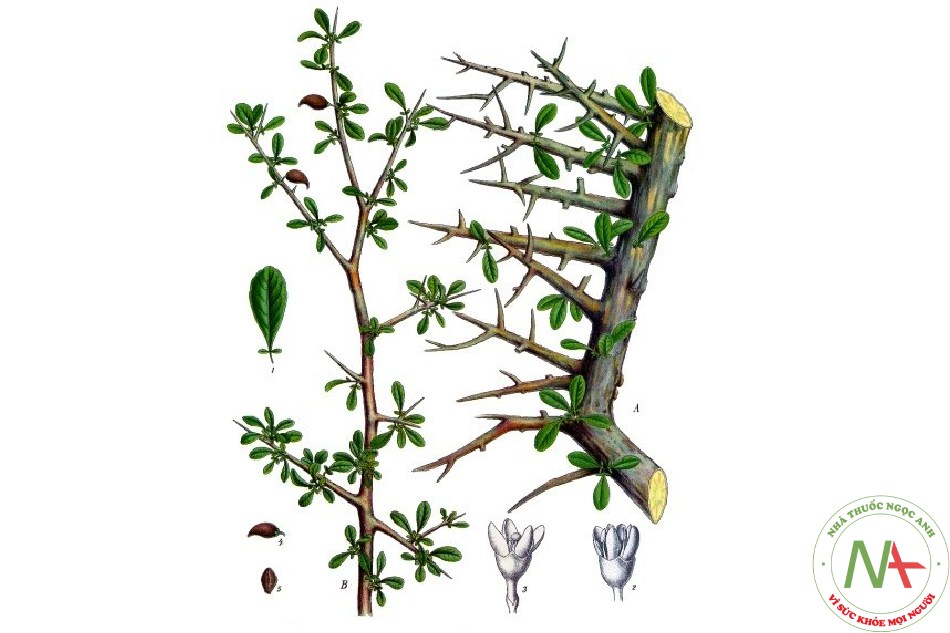 Nhựa lỏng và dẻo thấm ra từ vỏ thân loài Commiphora myrrha Engler (C. molmol Engler) thuộc họ Trám (Burseraceae) và các cây khác trong cùng ch