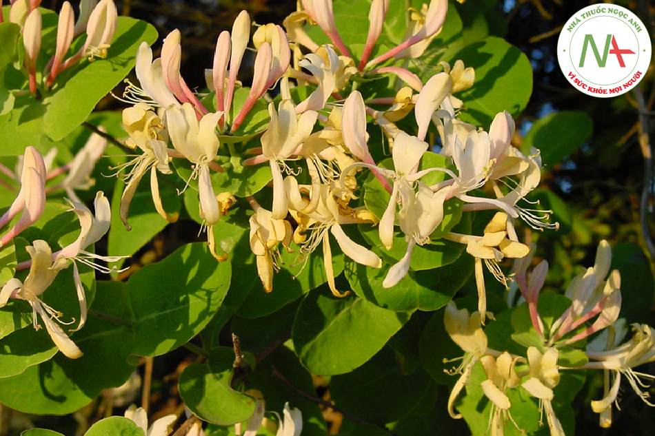 Nụ hoa hoặc hoa mới nở khô của loài Lonicera ịaponica Thunb. (Kim ngân), họ Kim ngần (Caprifoliaceae)