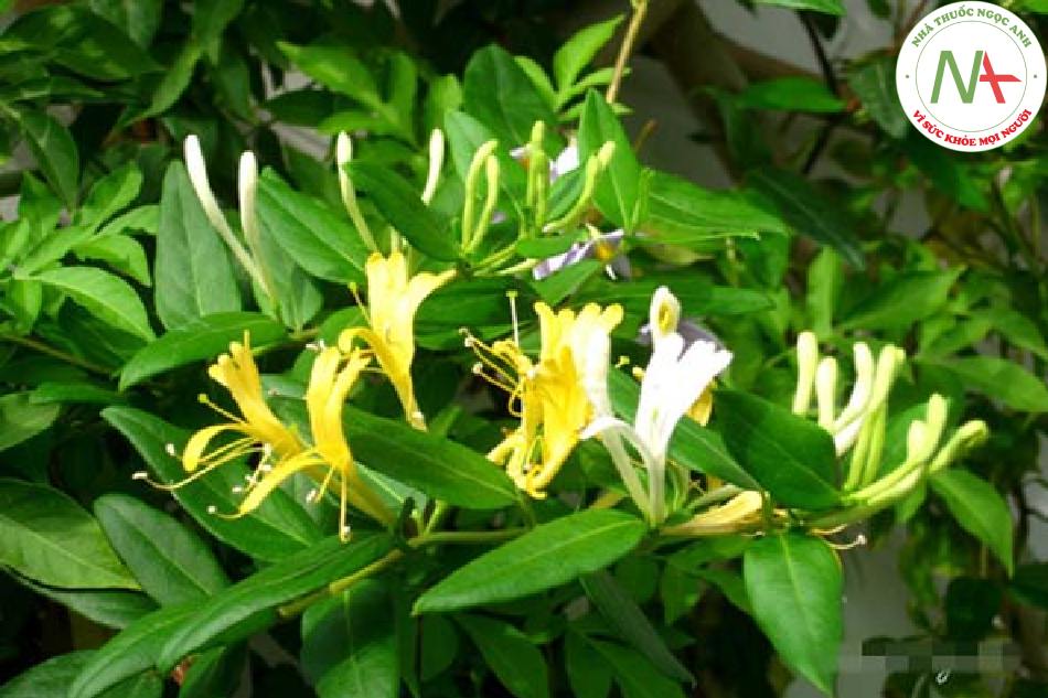 Nụ hoa hoặc hoa mới nở khô của loài Lonicera macranthoides Hand.-Mazz (Kim ngân hoa to), họ Kim ngân (Caprifoliaceae)