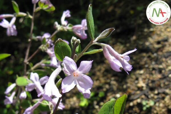 Nụ hoa khô của loài Daphne genkwa Siebold & Zuce. (Nguyên hoa), họ Trầm (Thymelaeaceae)