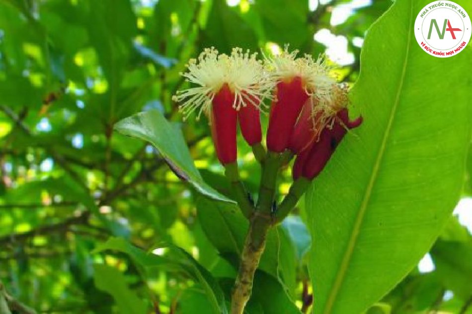 Nụ hoa khô của loài Eugenia caryophyllata Thunb. (Đinh hương), họ Sim (Myrtaceae)