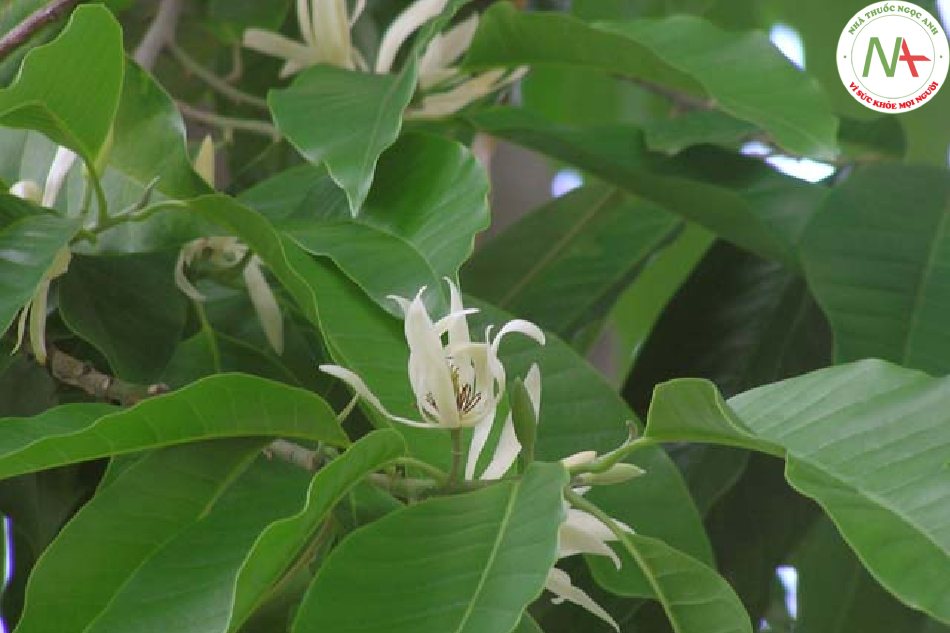 Nụ hoa khô của loài Magnolia biondii Pamp. (Vọng xuân hoa), họ Ngọc lan (Magnoliaceae)