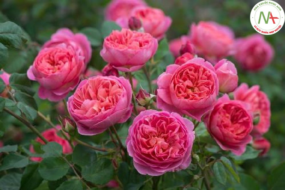 Nụ hoa khô của loài Rosa rugosa Thunb. (Hoa hồng), họ Hoa hồng (Rosaceae)