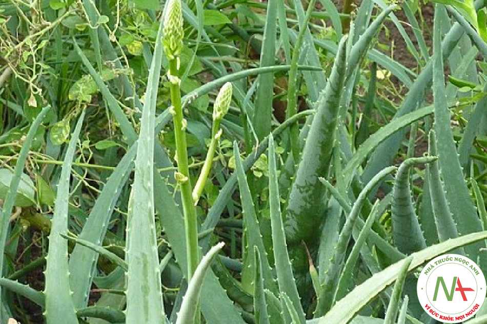 Nước ép lá cô đặc, làm khô của loài Aloe barbadensis Aloe barbadensis Mill (Liliaceae)., họ Lô hội (Asphoderaceae). Còn được Mill (Liliaceae). gọi là Lão lô hội