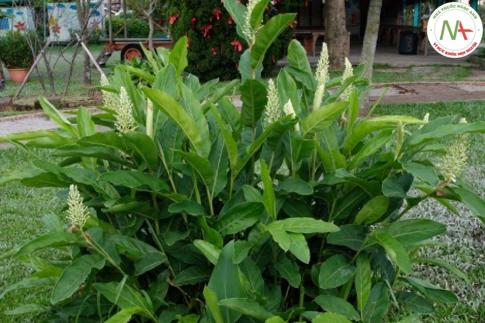 Quả chín khô của loài Alpinia galanga (L.) Willd. (Riềng), họ Gừng (Zingiberaceae)