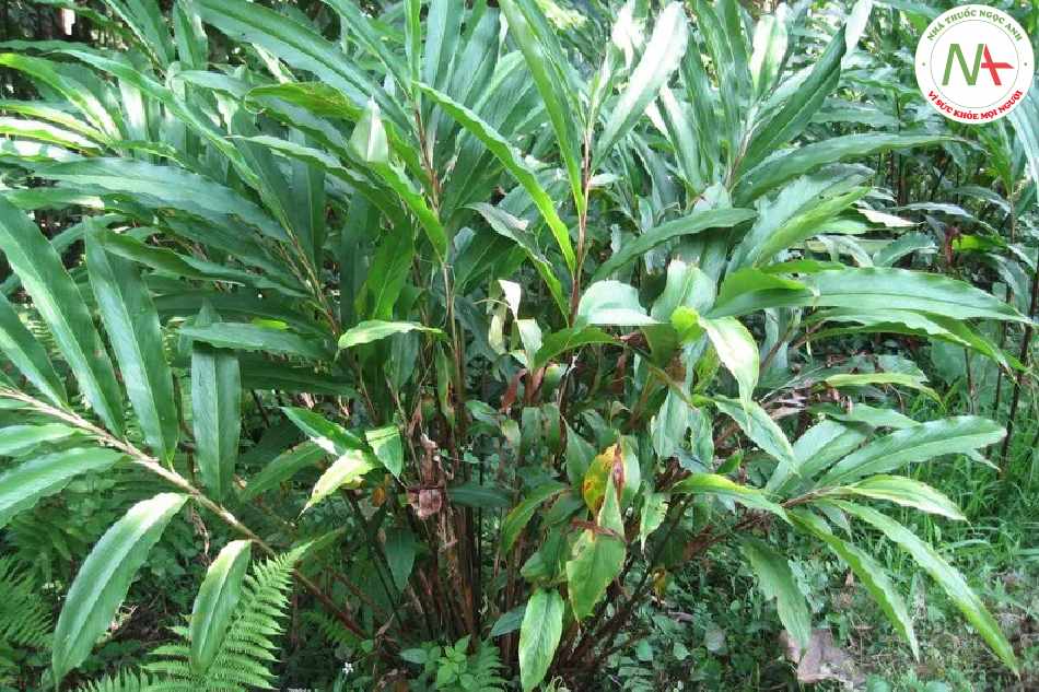 Quả chín khô của loài Alpinia oxyphylla Miq., họ Gừng (Zingiberaceae)