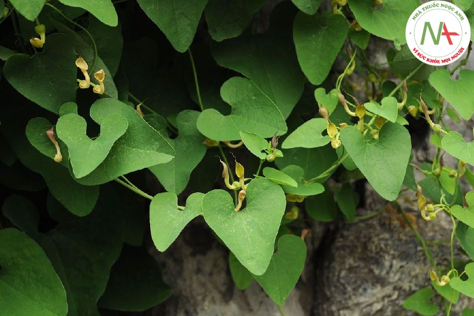 Quả chín khô của loài Aristolochia contorta Bunge. (Rễ gió), họ Nam mộc hương (Aristolochiaceae)
