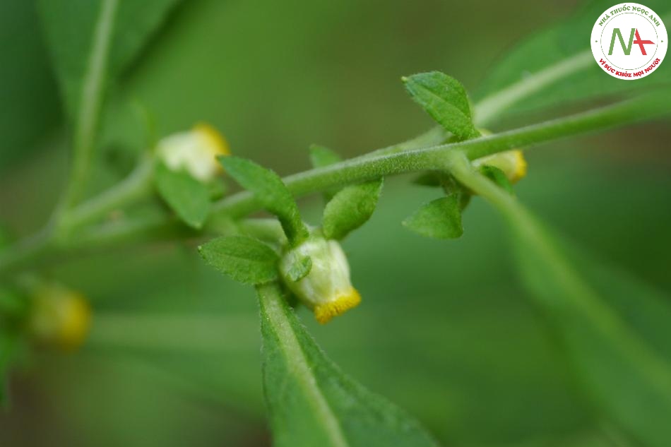 Quả chín khô của loài Carpesium abrotanoides L. (Thiên danh tinh), họ Cúc (Asteraceae). Còn được gọi là Bắc hạc sắt