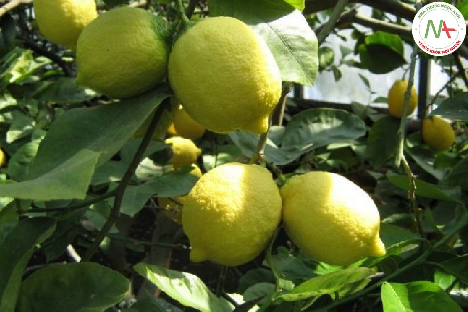 Quả chín khô của loài Citrus medica L. (Thanh yên), họ Cam (Rutaceae)