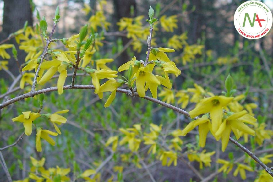 Quả chín khô của loài Forsythia suspensa (Thunb.) Vahl. (Liên kiều), họ Nhài (Olecaceae)
