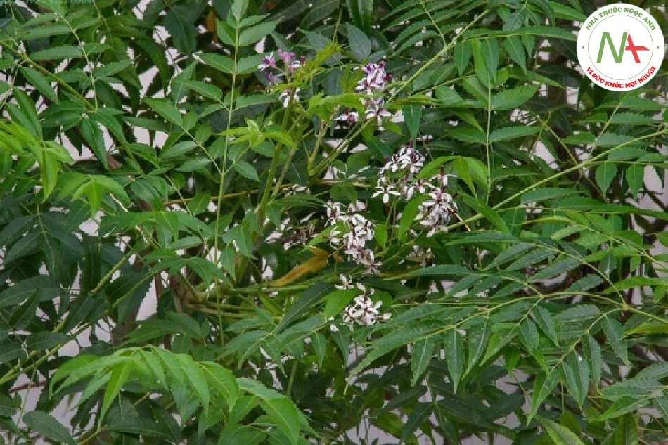 Quả chín khô của loài Melia toosedan Sieb. et Zucc. (Xoan quả to), họ Xoan (Meliaceae)