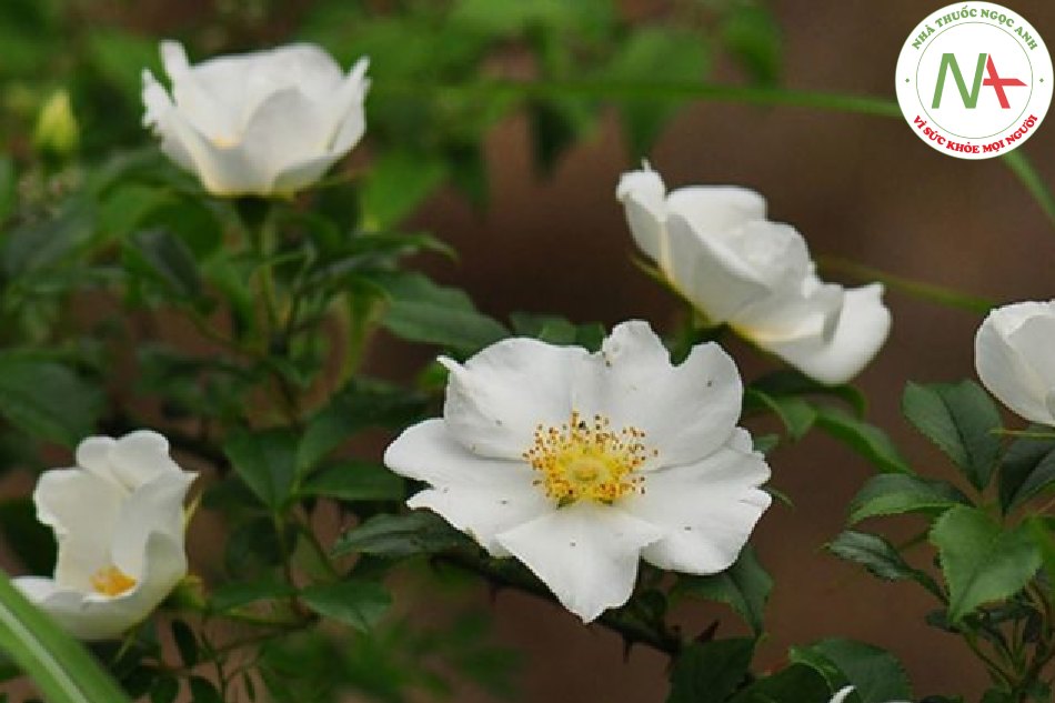 Quả chín khô của loài Rosa laevigata Michx. (Kim anh), họ Hoa hồng (Rosaceae)