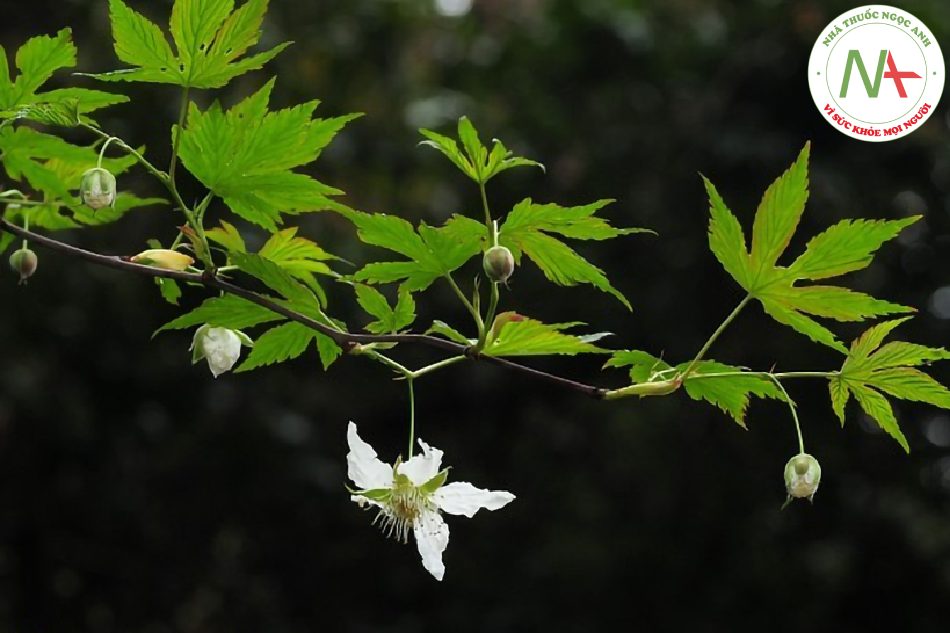 Quả chín khô của loài Rubus chingii Hu (Mâm xôi), họ Hoa hồng (Rosaceae)