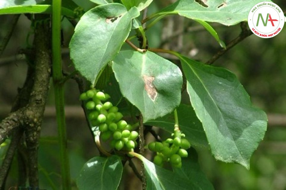 Quả chín khô của loài Schisandra sphenanthera Rehd. et Wils. (Ngũ vị nam), họ Ngũ vị (Schisandaceae)