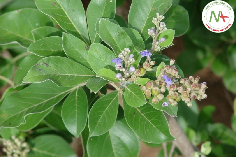Quả chín khô của loài Vitex trifolia subsp. litoralis Steenis, họ Bạc hà (Lamiaceae)