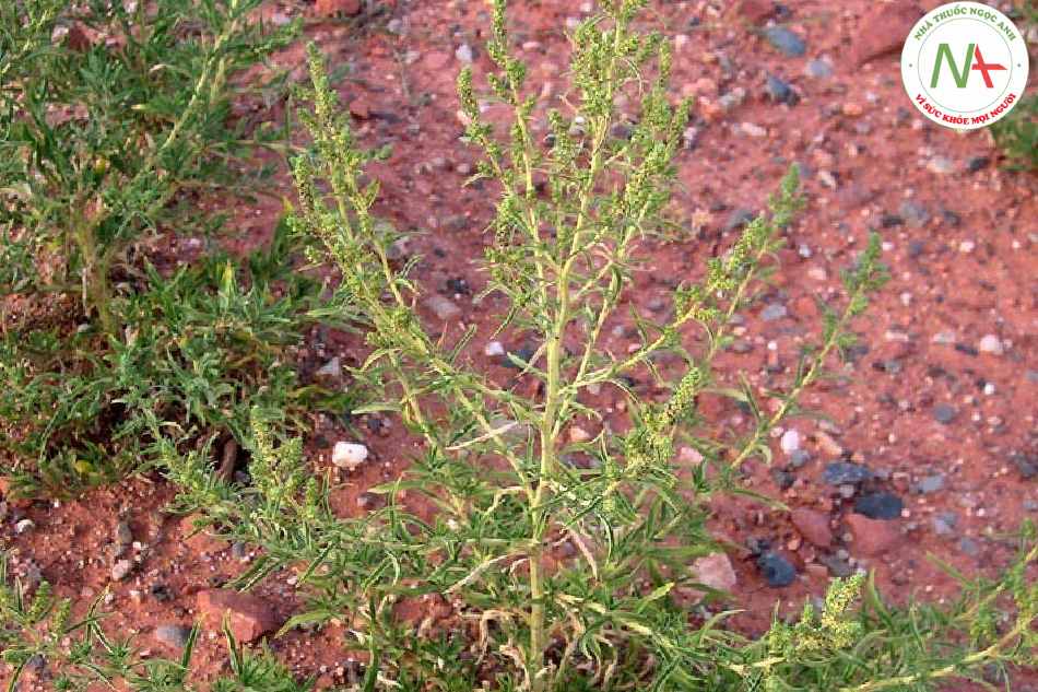 Quả chín phơi khô của loài Kochia scoparia (L.) Schrad. (Địa phu), họ Rau muối (Chenopodiaceae)