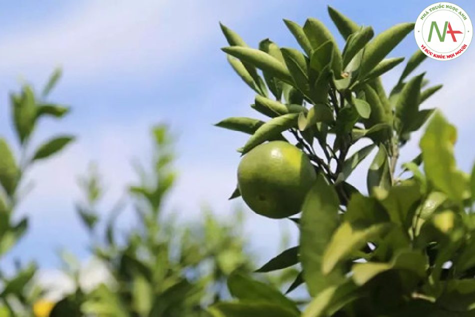Quả chưa chín khô của loài Citrus aurantium L. (Cam đắng) và thứ trồng trọt của loài này, họ Cam (Rutaceae)