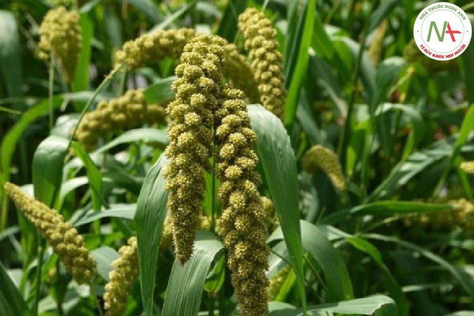 Quả (hạt) chín nảy mẩm của loài Setaria italica (L.) p. Beauv. (Kê), họ Lúa (Poaceae)