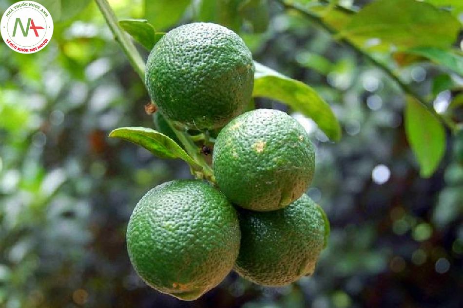 Quả non khô của loài Citrus aurantium L. (Cam đắng) và thứ trồng trọt của loài này, họ Cam (Rutaceae)
