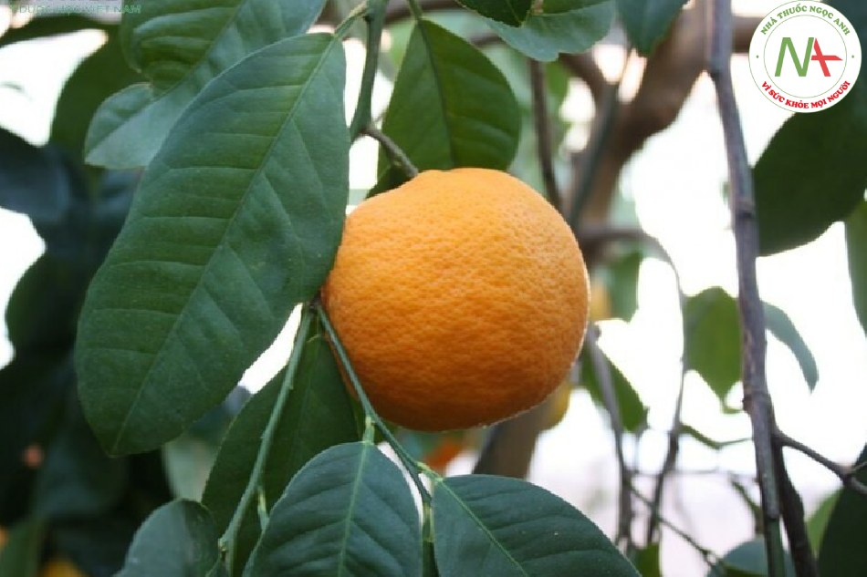 Quả non khô hoặc vỏ quả xanh của loài Citrus reticulata Blanco (Quýt) và các thứ của loài này, họ Cam (Rutaceae)