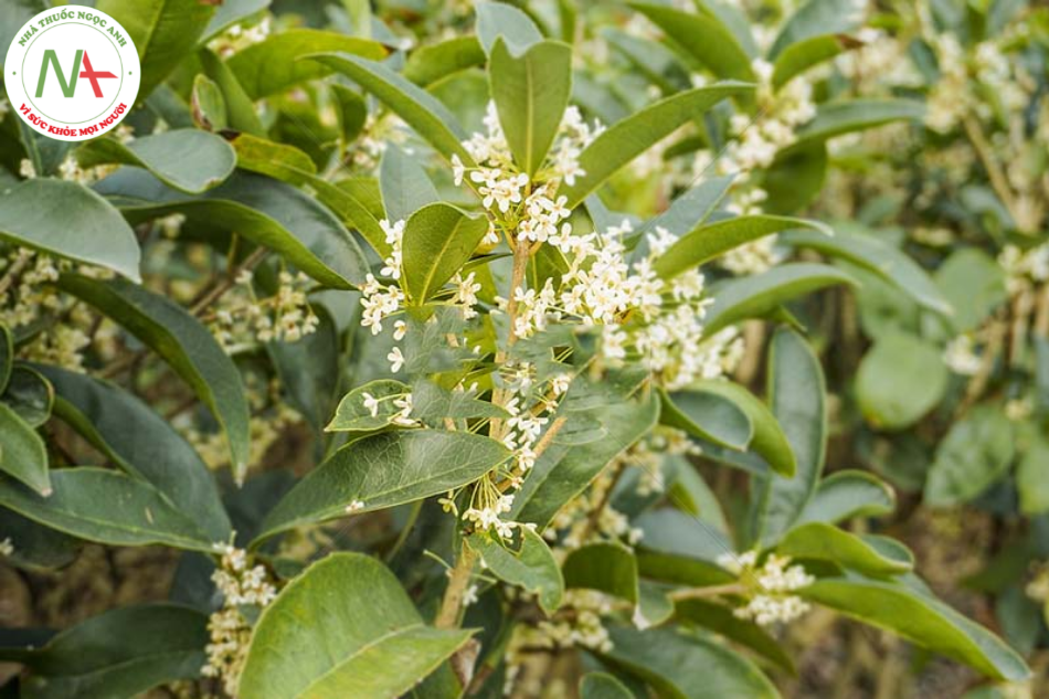 Loài Cinnamomum cassia Presl (Quế), họ Long não (Lauraceae).