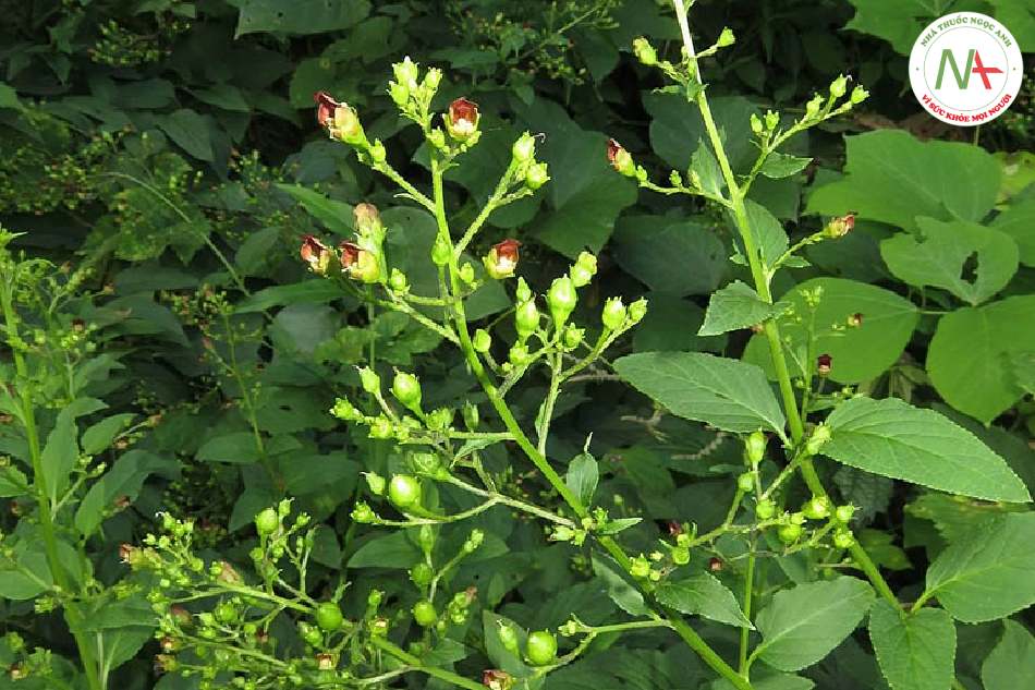Scrophularia ningpoensis (Huyền sâm), họ Hoa mõm chó (Scrophulariaceae).