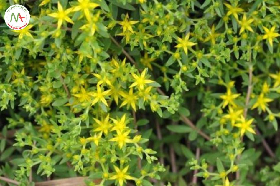 Sedum sarmentosum (Thùy bồn thảo), họ Lá bỏng (Crassulaceae)