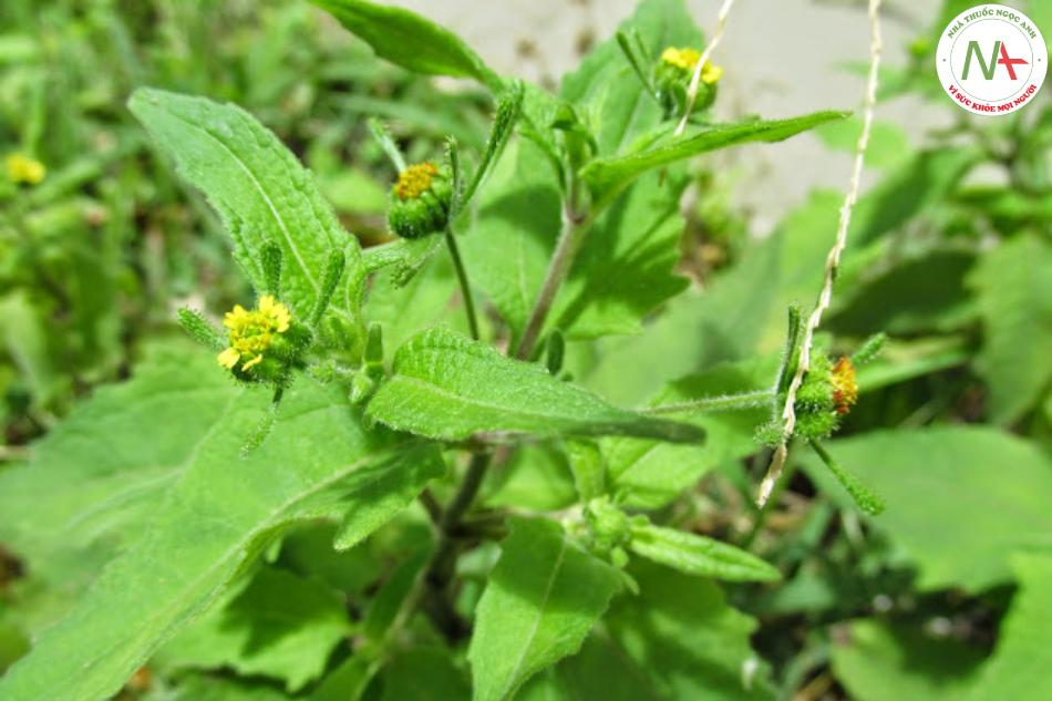 Siegesbeckia orientalis L. (Hy thiêm), họ Cúc (Asteraceae)