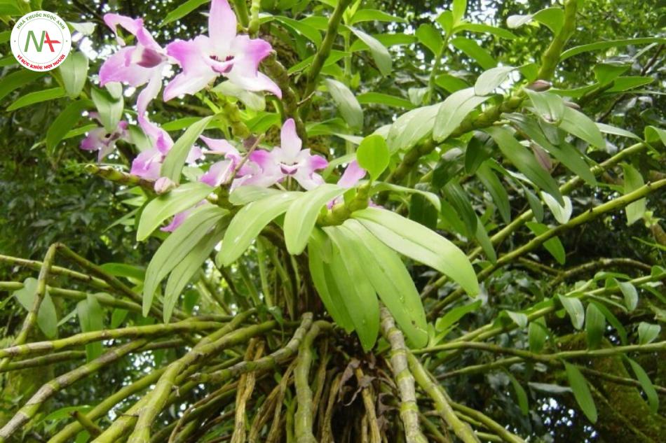 Thân tươi hoặc khô của loài Dendrobium nobile Lindl. (Thạch hộc), họ Lan (Orchidaceae)
