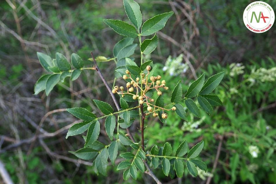 Vỏ quả chín khô của loài Zanthoxylum bungeanum Maxim., họ Cam (Rutaceae)